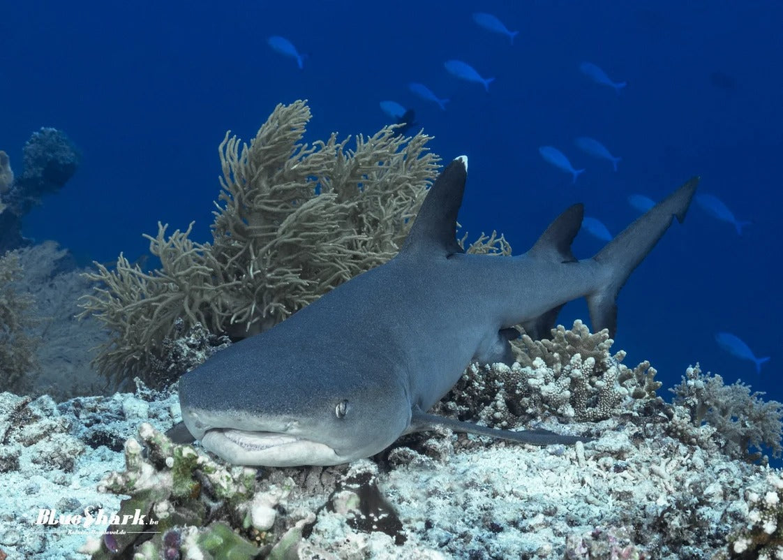 Tubbataha National Park Scuba Diving Liveaboard Master Liveaboards