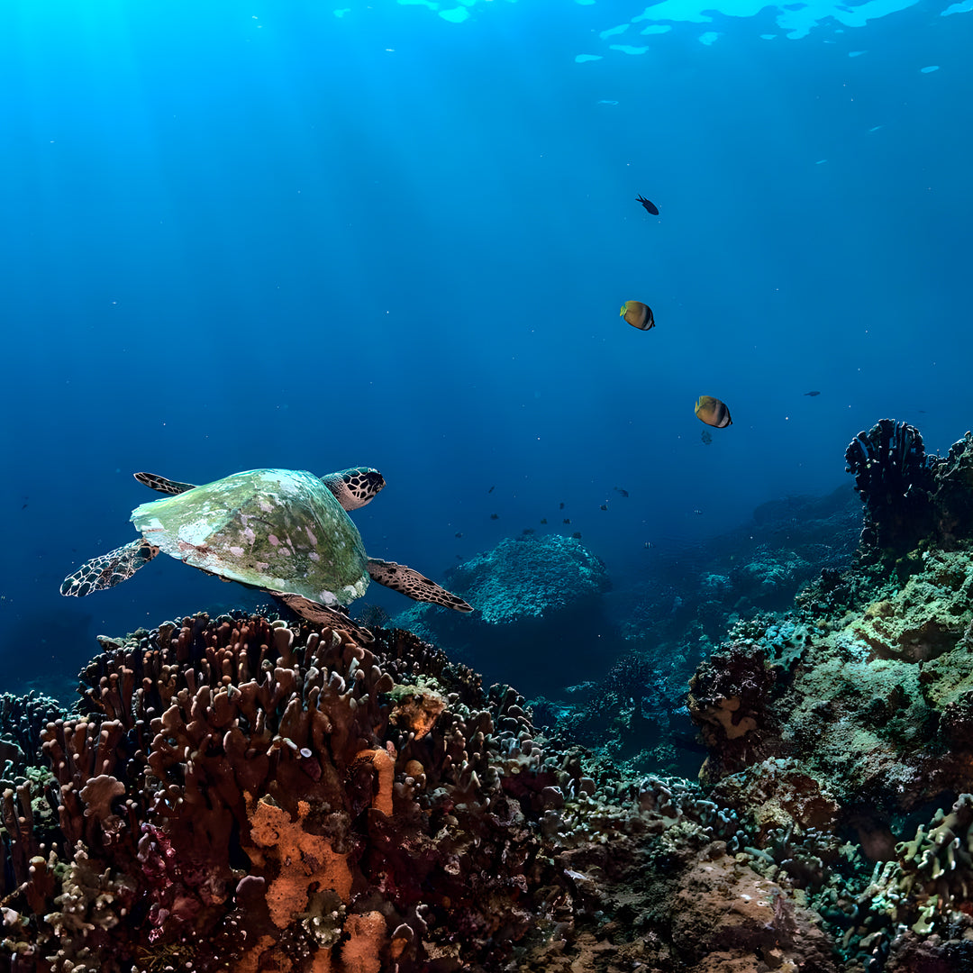 Nusa Penida Fun Dive for Advanced Divers