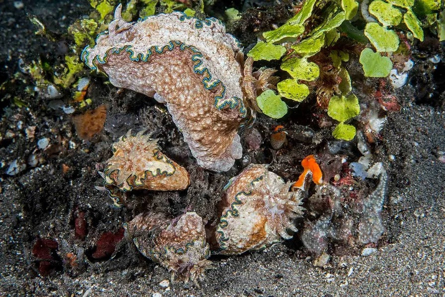 Tubbataha National Park Scuba Diving Liveaboard Master Liveaboards