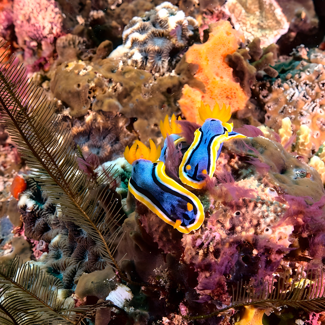 Nusa Penida Fun Dive for Advanced Divers
