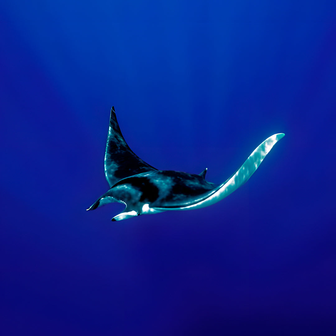 Nusa Penida Fun Dive for Advanced Divers