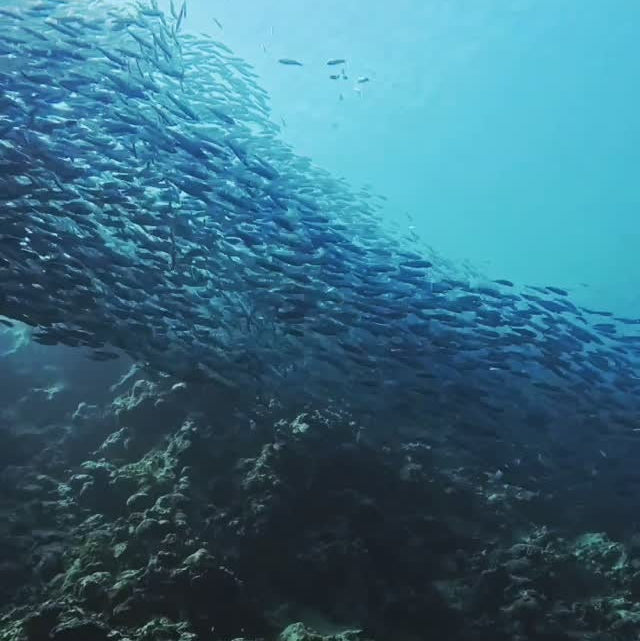 Sardine Run & Turtle Diving Fun Dives in Moalboal