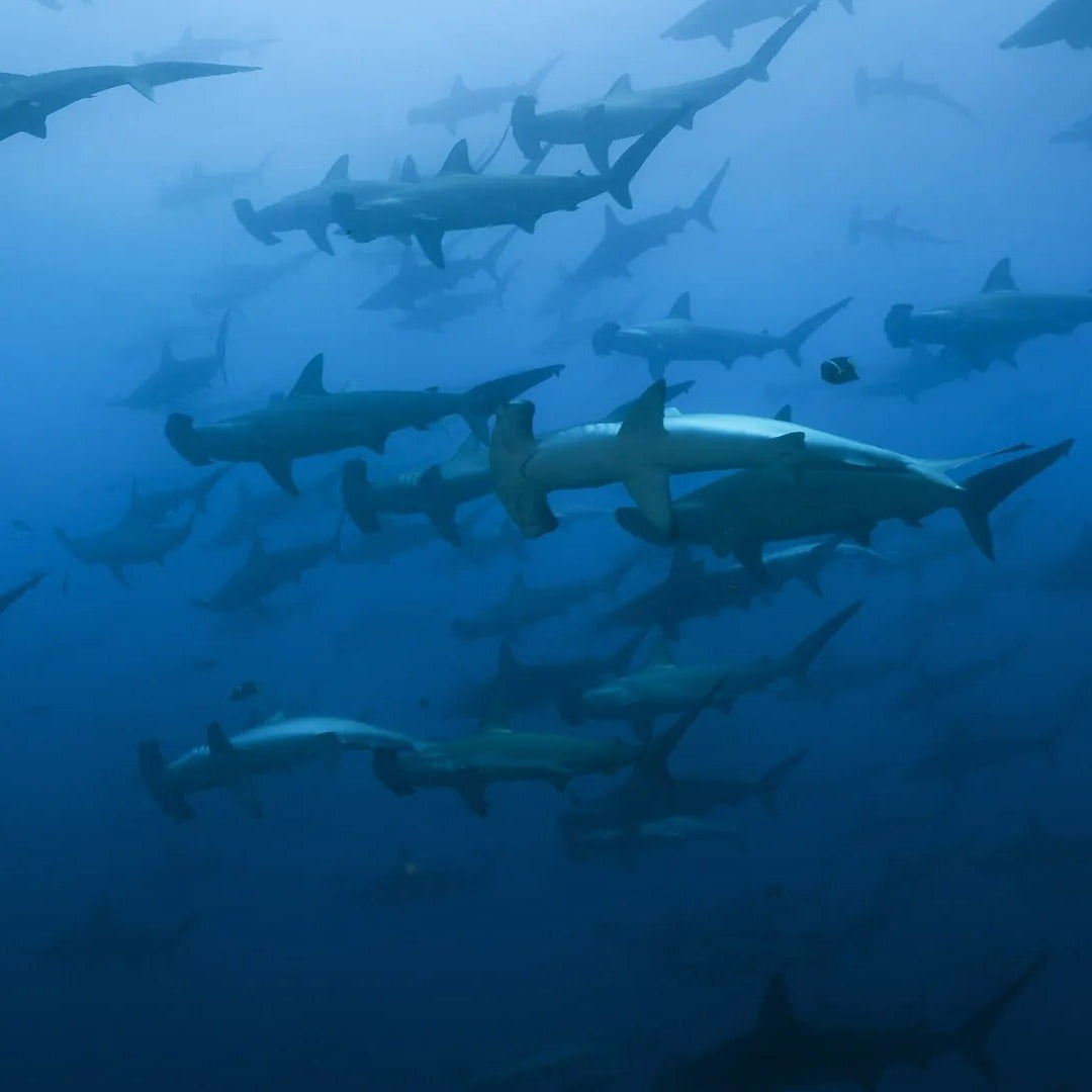 Cocos Island Advanced Scuba Diving Liveaboard