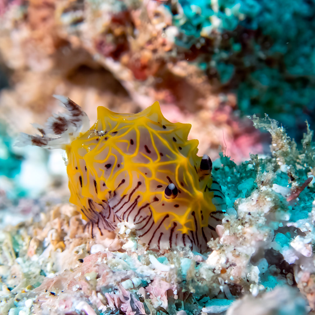 Nusa Penida Fun Dive for Advanced Divers