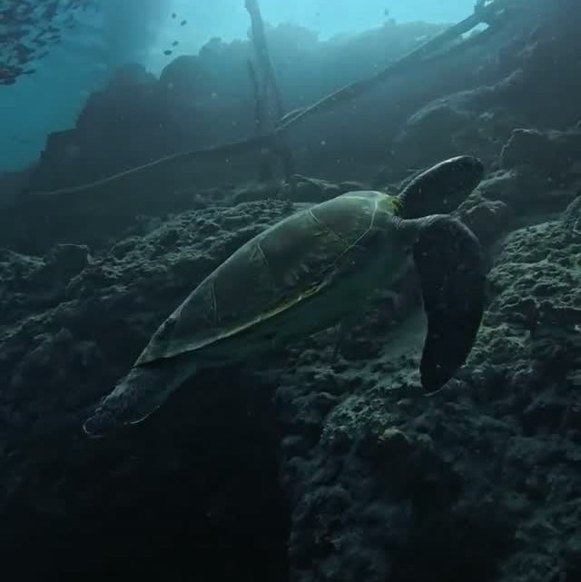 Sardine Run & Turtle Diving Fun Dives in Moalboal