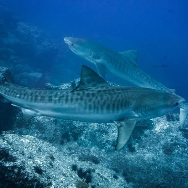Cocos Island Advanced Scuba Diving Liveaboard