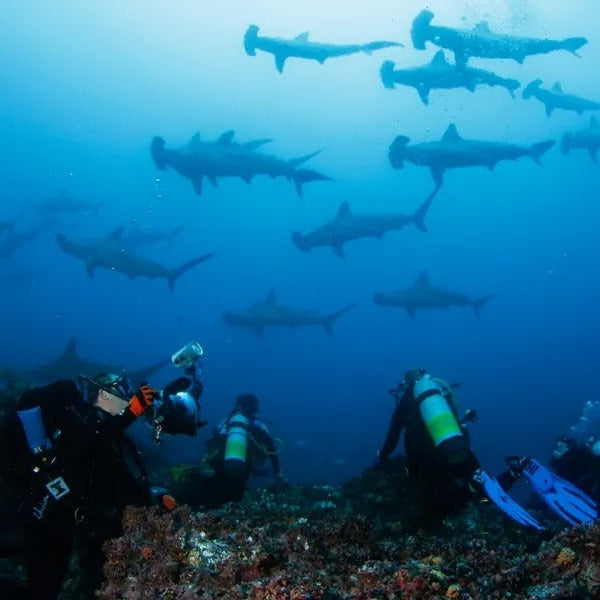 Cocos Island Advanced Scuba Diving Liveaboard