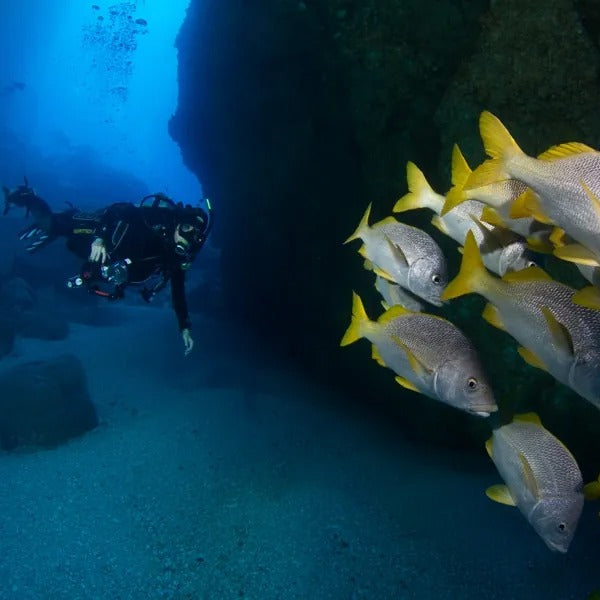 Cocos Island Advanced Scuba Diving Liveaboard