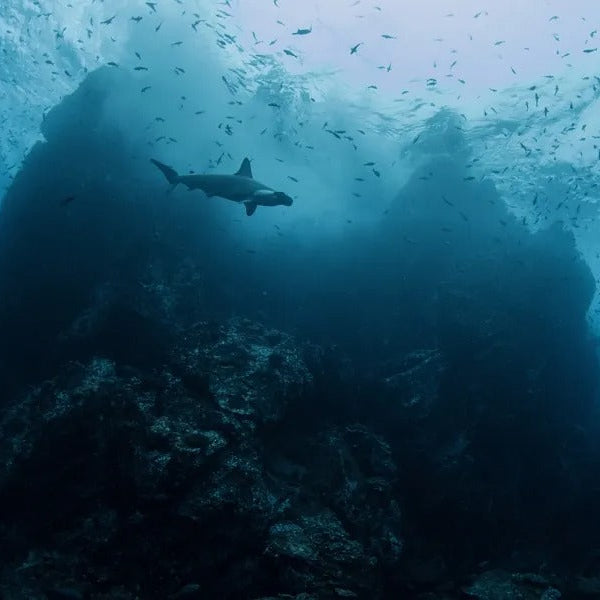 Cocos Island Advanced Scuba Diving Liveaboard