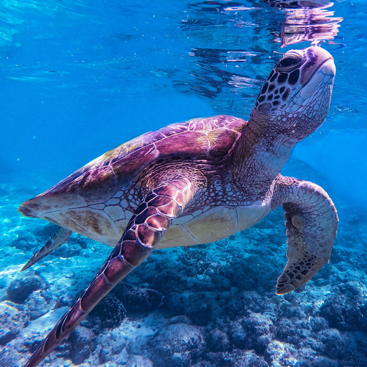 Sardine Run & Turtle Diving Fun Dives in Moalboal