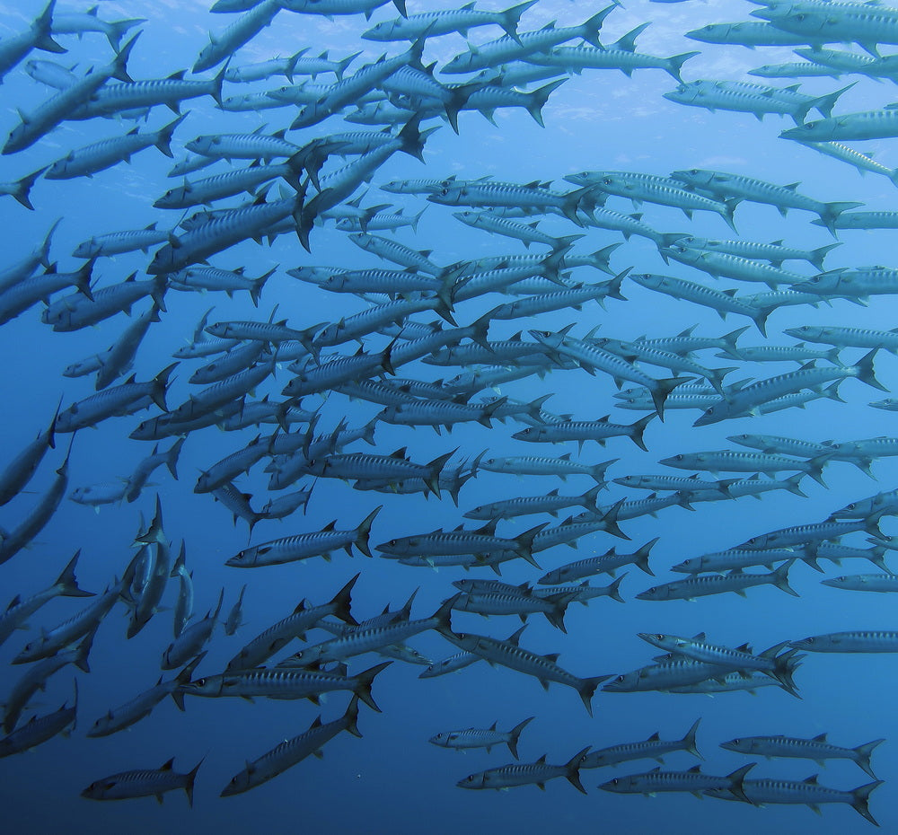 Open Water Beginner Diving Course