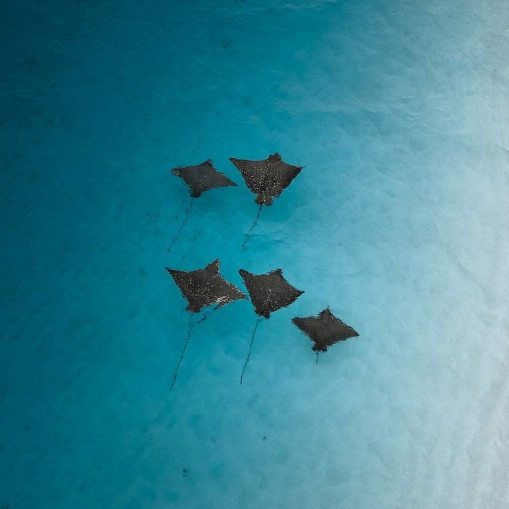 Nguthungulli Freediving Weekend Getaway