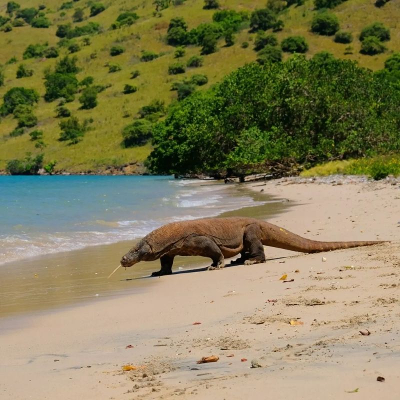 Komodo and Taka Bonerate National Park Scuba Diving Liveaboard