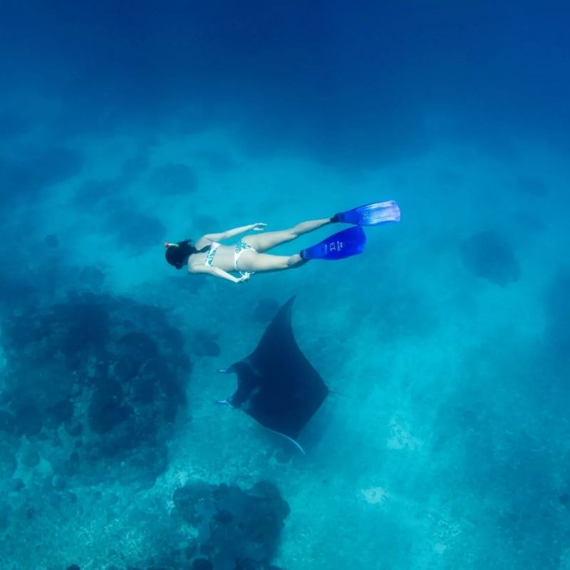 Komodo and Taka Bonerate National Park Scuba Diving Liveaboard