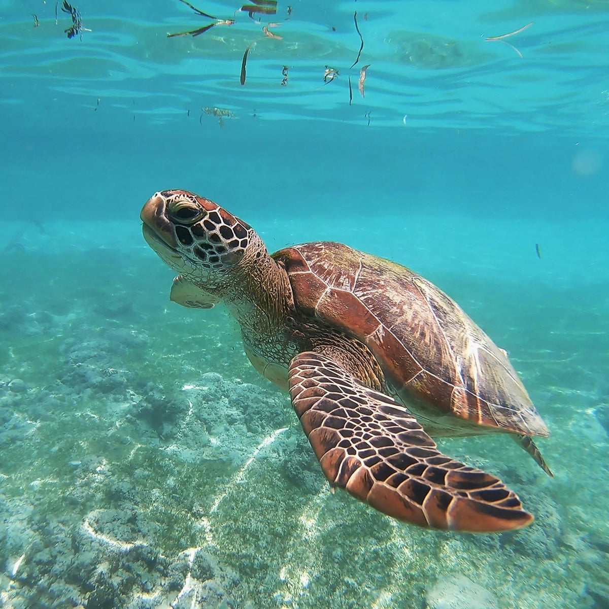 Sardine Run & Turtle Diving Fun Dives in Moalboal