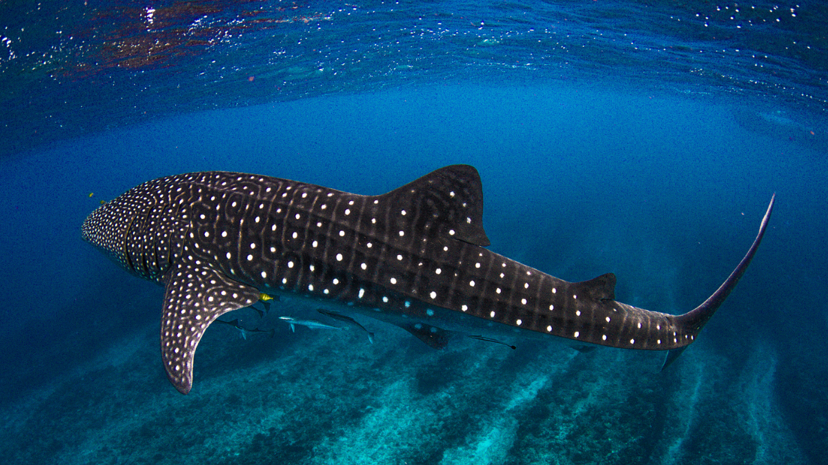 South Ari Atoll Scuba Diving Resort Trip