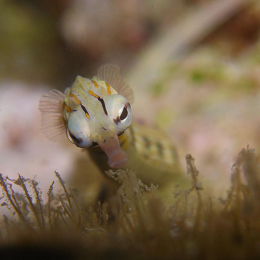 PADI Divemaster Certification Course in Cebu