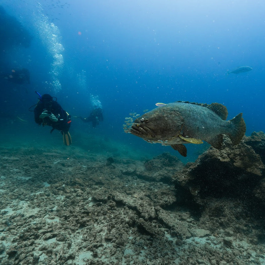 Shark Bay Fun Diving