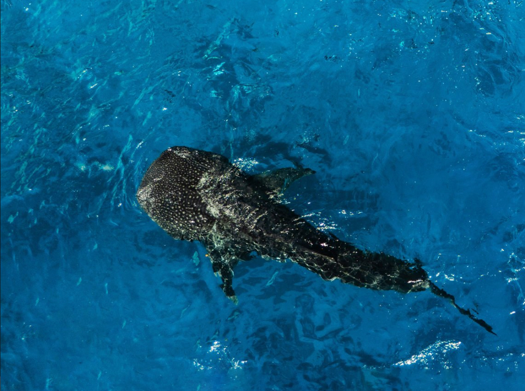 Whale Sharks Maldives #1234