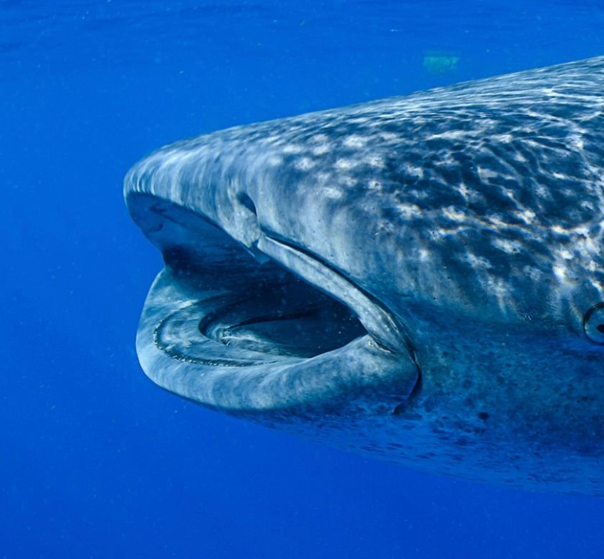 Whale Sharks Maldives #1234