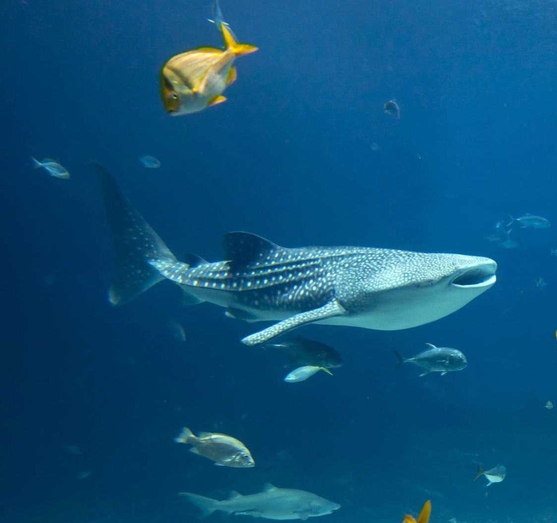 Whale Sharks Maldives #1234