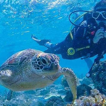 Moalboal Scuba Diving Sardine Run