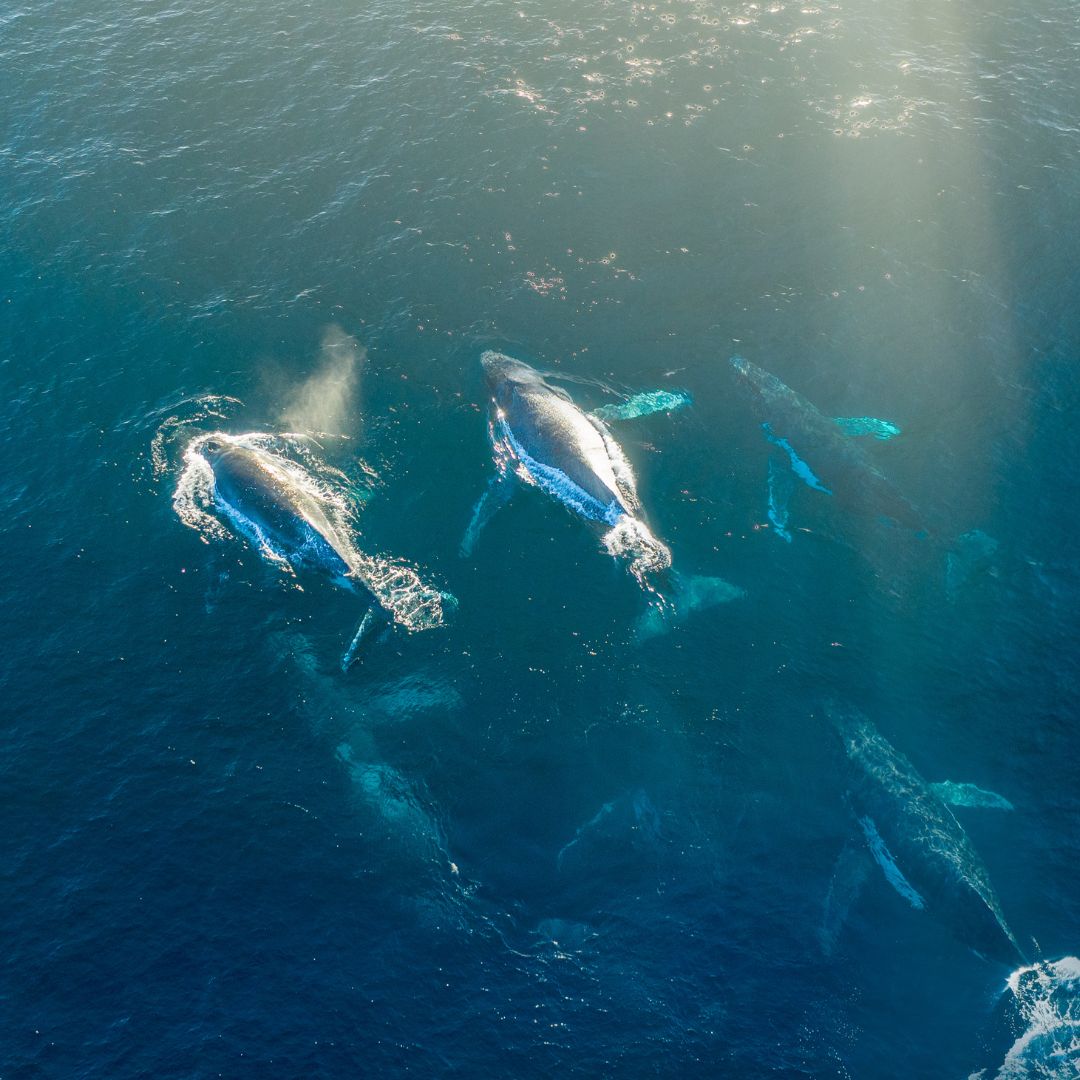 Freediving and Yoga Week Escape