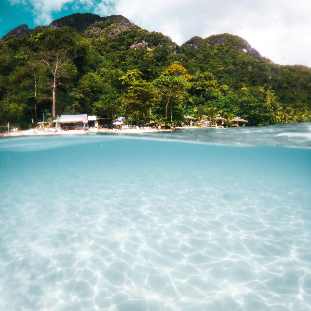 Tonga Humpback Whale Dive Trip