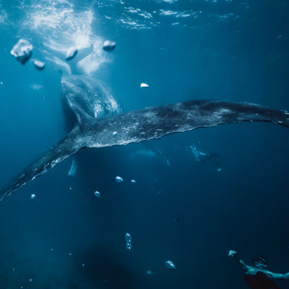 Tonga Humpback Whale Dive Trip