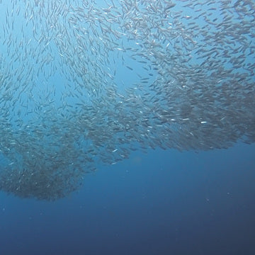 Moalboal Sardine Run Shore Dive