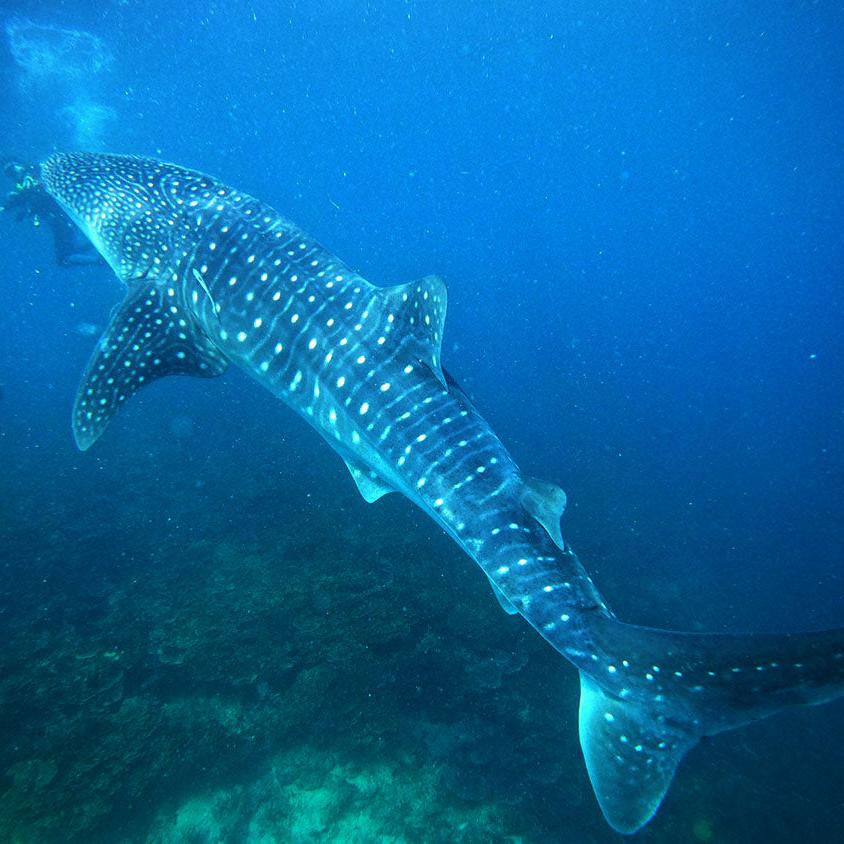 PADI Divemaster Certification Course in Cebu