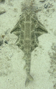 Angel Shark