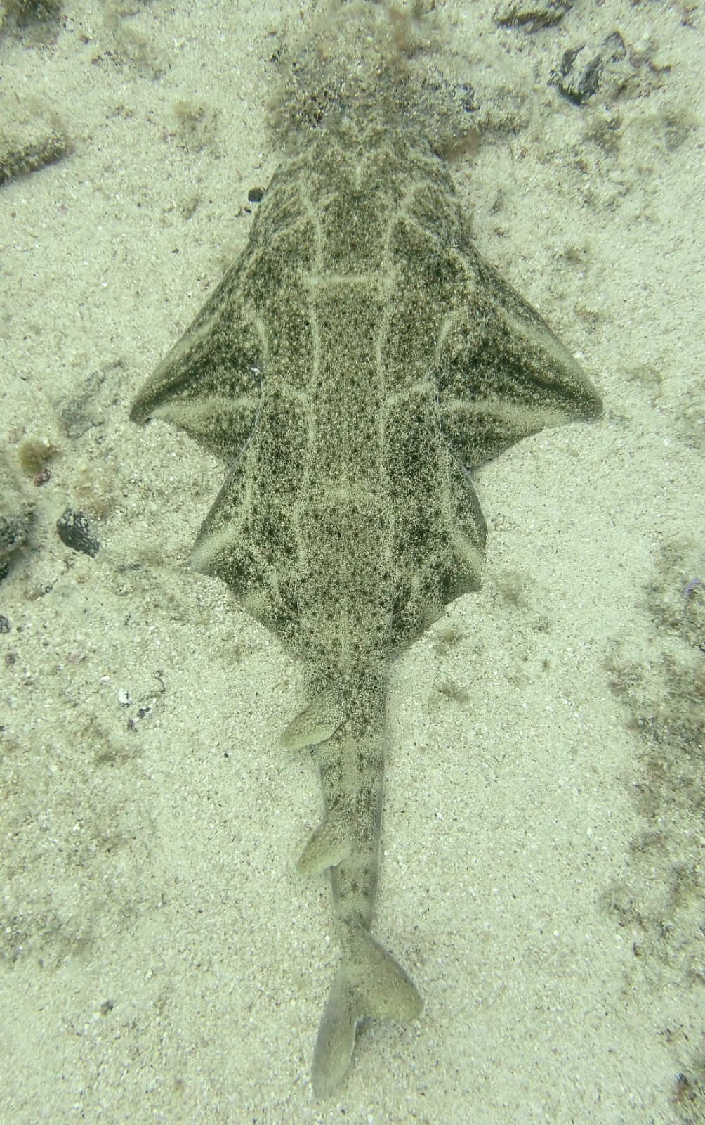 Angel Shark